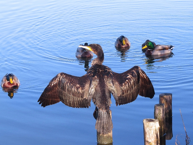 05 01 17_5778_edited-1.jpg - CORMORANT - POOLE PARK, DORSET - WINTER 2017